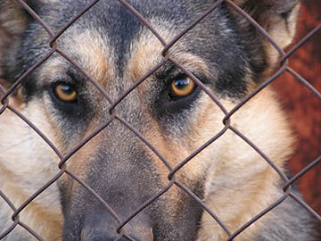 Woman doing neighbor favor gets bitten by German shepherd